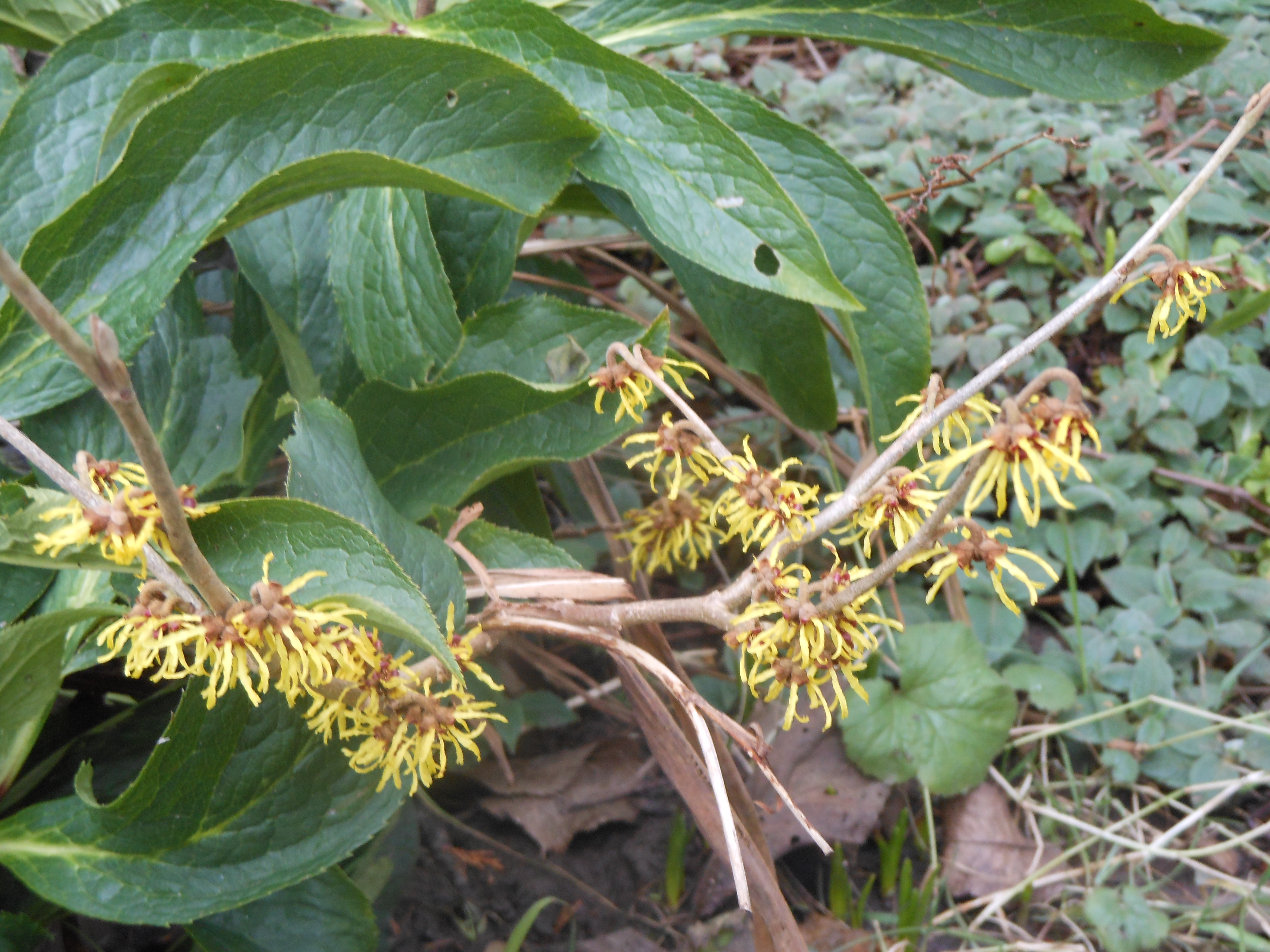 Well Dressings Bakewell